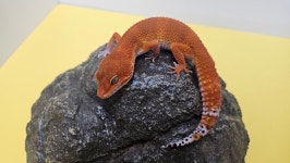 파충류샵 창수네사육공간