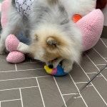 멍그니엘 애견호텔 시흥배곧점
