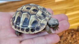 파충류샵 창수네사육공간