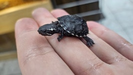 파충류샵 창수네사육공간