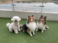 옐레드 애견유치원&애견호텔 시흥은계호수점