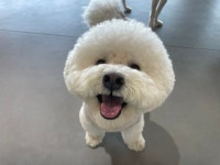 옐레드 애견유치원&애견호텔 시흥은계호수점