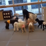 올케어댕 구래동 애견유치원 & 애견호텔 & 애견미용