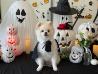 멍세권 애견유치원&애견호텔