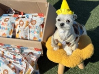 멍세권 애견유치원&애견호텔