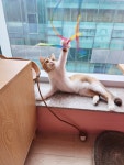 고양이의 봄, 묘랑묘랑