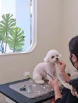댕댕이하우스
