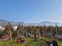 청송사과자연향기농원