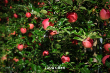 금당골사과농원