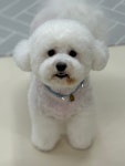날다펫