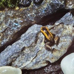 엑조틱렙타일 그루멍프렌즈지점