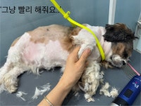 솜솜 애견미용