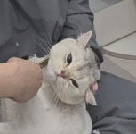 냥블레스유 대구고양이미용