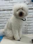 날다펫