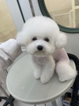 아이도그애견미용 애견호텔