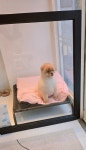 하이도그
