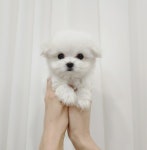 몽글펫살롱