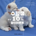 똥강아지 김해강아지분양 고양이분양