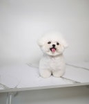 클라씨퍼피