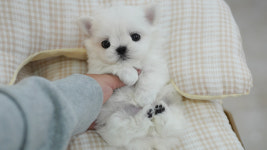 강아지분양 더펫