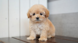 강아지분양 더펫