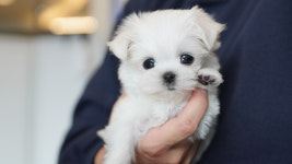 강아지분양 더펫