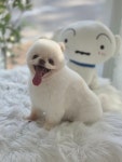 멍테일즈