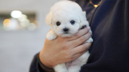 강아지분양 더펫