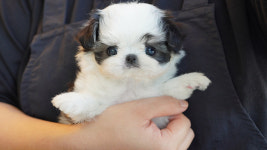 강아지분양 더펫