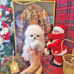 라이프독 인천본점 24시 강아지분양 고양이분양