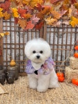 몽몽하나