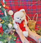 라이프독 인천본점 24시 강아지분양 고양이분양