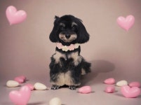 메리몰펫샵 안락점