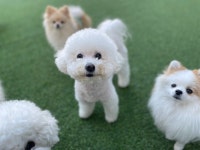 해뜨는댕 강아지 유치원