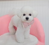 블루퍼피애견샵