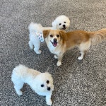 해뜨는댕 강아지 유치원