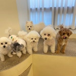 해뜨는댕 강아지 유치원