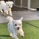 해뜨는댕 강아지 유치원