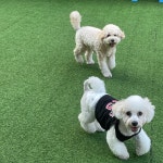 해뜨는댕 강아지 유치원