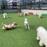 해뜨는댕 강아지 유치원