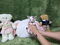 광주강아지분양 고양이분양 펫왕국