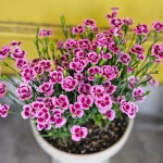 메가MGC커피 중앙대점