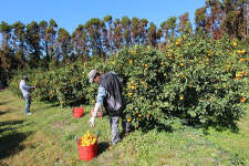 제주향기효동이네감귤