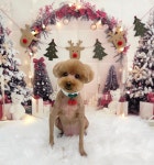 태리펫애견미용실