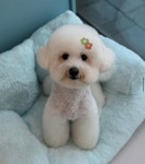 하이 털찌니들
