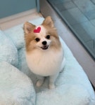 하이 털찌니들