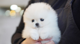 강아지분양 더펫