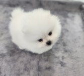 청주강아지분양 애견입양 애견미용 바른펫