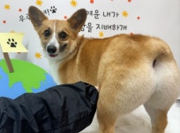 미리몽 댕댕이 미용실