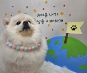 미리몽 댕댕이 미용실